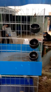 lồng nhốt gà 80v + khay - 80cm x 80cm X 80cm