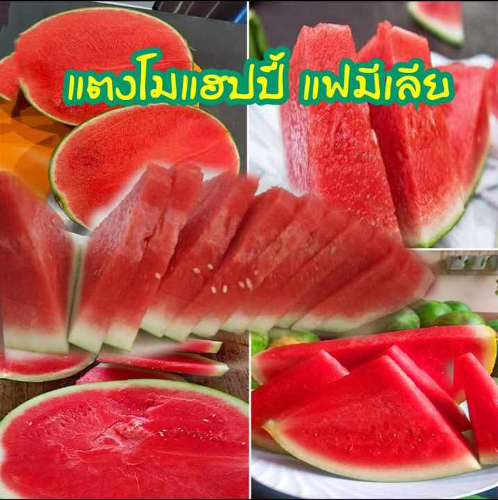 เมล็ดแตงโมไร้เมล็ด แฮปปี้ แฟมิเลีย ชุด 20 เมล็ด คุณภาพสูง