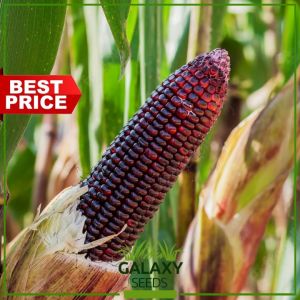 GalaxySeeds Purple Corn Seeds for Planting Vegetable Plants (10 Seed) Including fertilizer - Sweet Maize Mais Hybrid