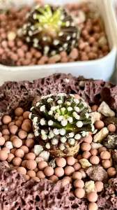 Mammillaria luethyi松针牡丹