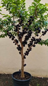 Berjaya Plant Nursery - Pokok Anggur Brazil/Jaboticaba(Pokok Buah Hidup/Buah-buahan/Real Live Fruit Tree)