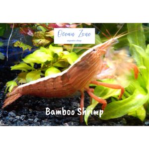 【Ocean Zone】 Bamboo Shrimp (Size: 4 - 5cm) - 1pc / 2pcs (Live Shrimp with DOA)