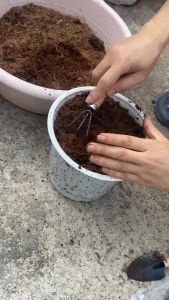 1 Kg Phân bón trùn quế hữu cơ nguyên chất bổ sung dinh dưỡng cải tạo đất cây trồng Tổng kho hạt giống giá rẻ