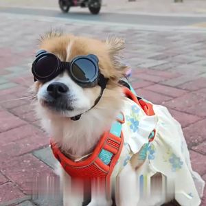 Kính bảo vệ thú cưng cao cấp ống kính uv uốn cong khung kép Vent zero-áp SuấT bọt khóa cài có thể điều chỉnh bụi con dấu