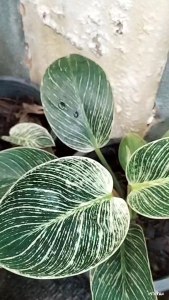 ต้นเบอร์กิ้น (ฟิโลเดนดรอน เบอร์กิ้น) เป็นไม้ประดับใบสวยงาม