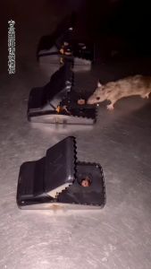 🔥BUY 5 FREE 1🔥Reusable mouse trap perangkap tikus rat trap halau tikus ubat halau tikus pest control pelekat tikus ubat halau tikus