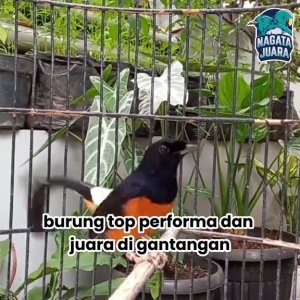 NAGATA JUARA - Vitamin Burung Gacor Tambah Stamina Anti Macet Dan Serak
