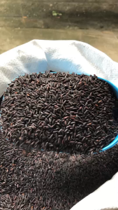 ข้าวไรซ์เบอรี่เกรดเอคัดพิเศษ I แพคสุญญากาศ 5 กก. I ข้าวใหม่ฤดูกาลล่าสุด