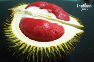 ต้นทุเรียนแดงอินโด ทุเรียนต้นกล้าเสียบยอดสูง 60 - 80 ซม