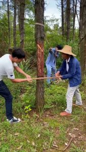 Cưa Cầm Tay Mini Gấp Gọn SK5 Siêu Bén