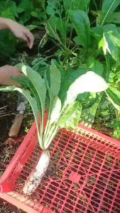 RADISH Seeds (Speedy Variety) Variety-high quality vegetable seeds