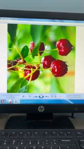 Mực Konik Dye Greenink - HP/InkTank  (1 lít)