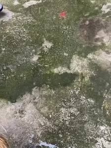 BAOLIAN | Cọ Sàn Loại Bỏ Tảo Lông Thép