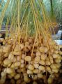 ANAK POKOK KURMA KUNING. 