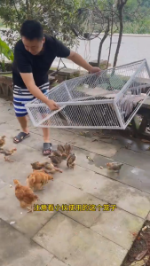 COD Bird Cage Trap Pigeon Traps Can Enter But Cannot Leave. Traps Bird Cages Poultry Trap Cage