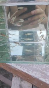 Endler Guppy(Wild Guppy) for Aquarium Decoration