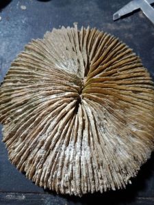 fosil karang rawa motif jamur