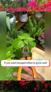 Buy 1 Take 1 300ml Bougainvillea Flowering Fertilizer Soil Organic Fertilizer For Bougainvillea