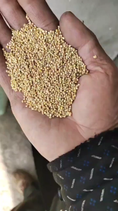 Kê Vàng Hạt To – Thức Ăn Bổ Dưỡng Cho Hamster Vẹt Yến Hót Yến Phụng Lovebird Sẻ Nhật