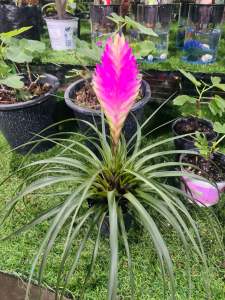 #ทิลแลนด์เซียพาราไดซ์  🌸ทิลแลนด์เซีย พาราไดซ์  เป็นอีกหนึ่งพันธุ์ไม้สีชมพูที่ได้รับความนิยมในการนำมาจัดรูปแบบกระถาง เพราะพันธุ์ไม้ชนิดนี้ สามารถนำมาปลูกในพื้นที่จำกัด ซึ่งคนทั่วไปจะเรียกต้นไม้ชนิดนี้ว่าต้น “สับปะรดอากาศ” ด้วยดอกไม้ที่มีความโดดเด่นสวยงามเ