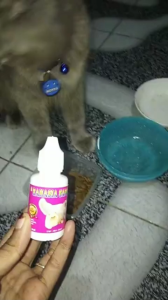 VITAMIN KUCING GEMUK DAN BULU LEBAT PENAMBAH NAFSU MAKAN KUCING