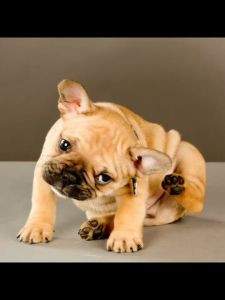 HÀNG CHÍNH HÃNG Dầu gội trị ve cho chó BudleBudle