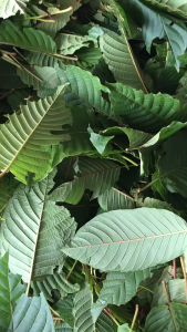 ใบท่oม ก้านแดง สำหรับต้ม รับประกันรับคืนหากเน่าเสียระหว่างจัดส่ง อ่านรายละเอียดก่อนสั่ง