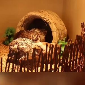 บ้านสัตว์เลี้ยง บ้านนก บ้านหญ้านก บ้านสัตว์เล็ก รังนก ทำจากหญ้า ปากประตู 8 ซม ด้านใน 12ซม ไม่มีตะขอ