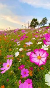 Hạt Giống Hoa Sao Nhái (Hoa Cúc Cánh Bướm) Trồng Quanh Năm Dễ Nảy Mầm Dễ Chăm Sóc Nhiều Màu Gói 200 hạt _ Giống Cây Trồng Quili Seed