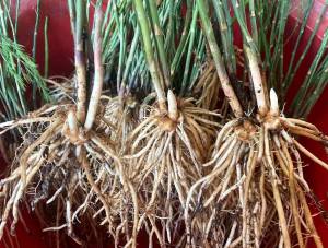 เหง้าหน้อไม้ฝรั่งพันธุ์บร็อคอิมพรูฟอายุ 7-8 เดือน 10 ต้น ราคา150บาท