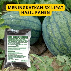Pupuk Booster Semangka: Meningkatkan Kualitas Tanaman