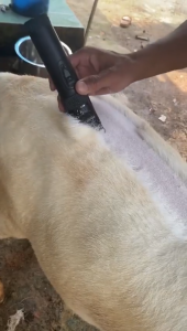 COD BaoRun P7 Alat Mesin Cukur Bulu Domba Garut Kambing Elektrik Tanpa Kabel DiCas + Mata Pisau 2PCS