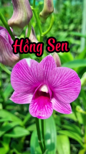HOA LAN DEN LAI HỒ ĐIỆP HỒNG SEN