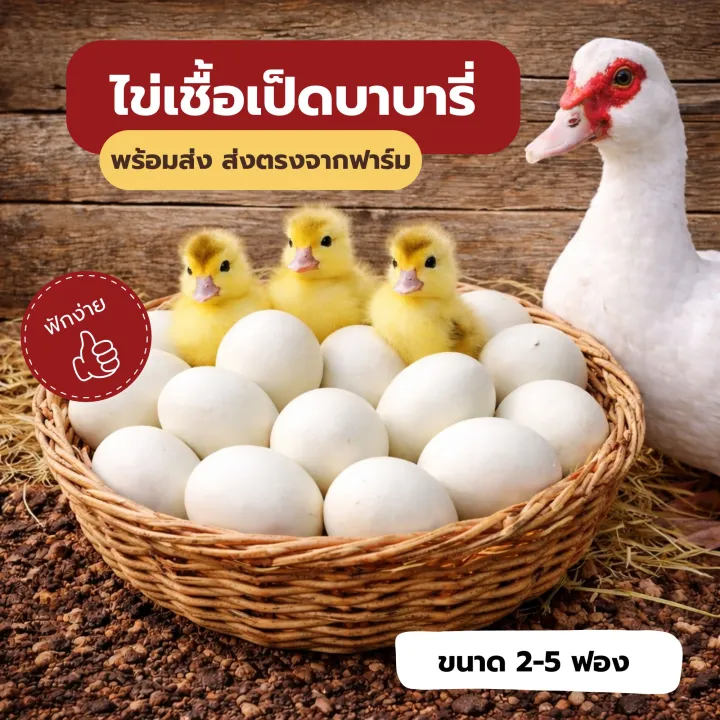 python-programming python งานอ.สมชัย... ไข่เชื้อเป็ดบาบารี่ (Barbary / Muscovy Duck) • พร้อมส่งจากฟาร์ม ...