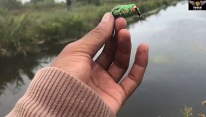 Soft Frog Mini 33cm Ose Nusantara Mochi Snakehead Specialist Umpan Casting Gabus Toman Haruan Killer Umpan Casting Soft Frog