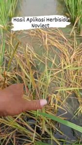 Herbisida Novlect 500 ML / Obat ampuh pembasmi rumput