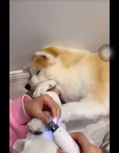 Nail Cutting Tools: A Comprehensive Guide