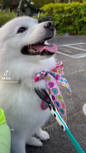 FuzzYard Pet Ict Cooling Bandana for Dogs & Cats - Eco Friendly | 5 Trendy Designs & 2 Sizes (S/L)