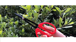 205cm Gunting Prunning Merah Hitam Bahan Carbon Import