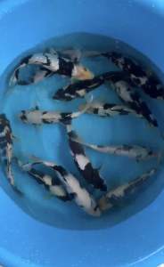 Japan Shiro Utsuri 25cm from Omosako Farm  688 per koi