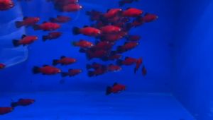 Black Tail Platy Fish/ Freshwater/ 黑尾满
