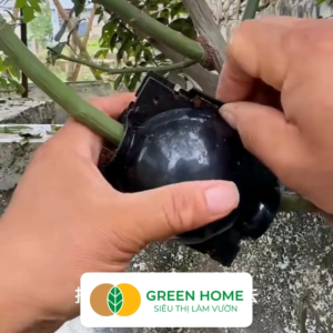 Bầu Chiết Cành GreenHome R6cm(1 Thùng 100 CÁI) Tăng Khả Năng Ra Rễ Phù Hợp Với Mai Vàng Ổi Mận