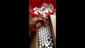 Úm gà con mới nở siêu đỉnh Chicken Baby lọ 10ml - tăng tỷ lệ sống 95%