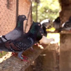 Kargado Silver Bullet Proteksyon sa Baleleng Halak One eye cold Adeno Going light Salmonella at mga virus na nakukuha sa truck for Pigeons and game fowls.