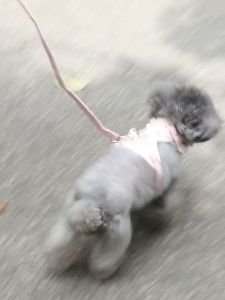 สายจูงสุนัข/แมว/สัตว์เลี้ยง รวมป้องกันไม่ให้หลุด ดีไซน์การ์ตูนหมี จับคู่แฟชั่น เนื้อผ้าใส่สบาย ปรับขนาดได้