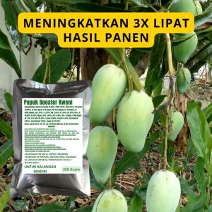 Pupuk Booster Kweni / Obat Booster Buah Kweni / Pupuk Booster BuahKweni / Pupuk Buah Kweni