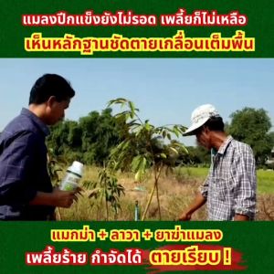 แมกม่า-ปุ๋ยลาวา(ชุดจัมโบ้ 3ขวด)ขวดละ1ลิตร ชุดประหยัดสุดคุ้มมากๆ สารจับใบแมกม่าช่วยดูดซึมเร็วให้กับใบพืชได้ทุกชนิดและปุ๋ยน้ำลาวาช่วยเร่งการเจริญเติบโตทุกส่วน