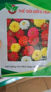 Hạt Giống Cúc Lá Nhám Lùn F1 ZIN555 THẾ GIỚI GIỐNG HOA (Gói 100 hạt) - Hoa nhiều màu (NSX 2026)