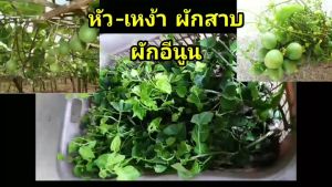 หัวเหง้าผักสาบ ผักพื้นบ้านหาทานยาก มีพร้อมจัดส่ง เป็นหัวเหง้า สามารถลงปลูกได้เลย