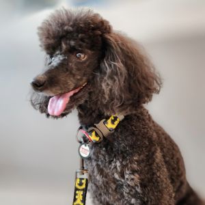 WAUDOG Nylon Dog Collar with Free Dog Smart ID Tag | DC Comics Superhero Designs | Adjustable Soft Nylon | Small to Large Dogs